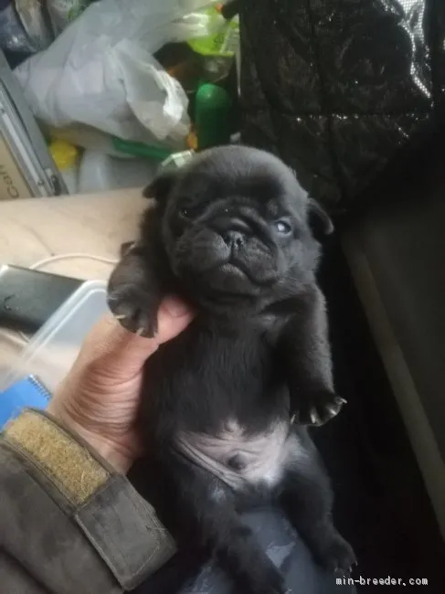 ID：2004-00911の子犬