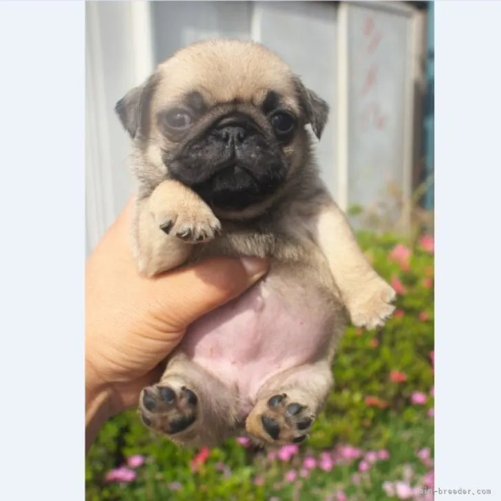 ID：2304-04060の子犬