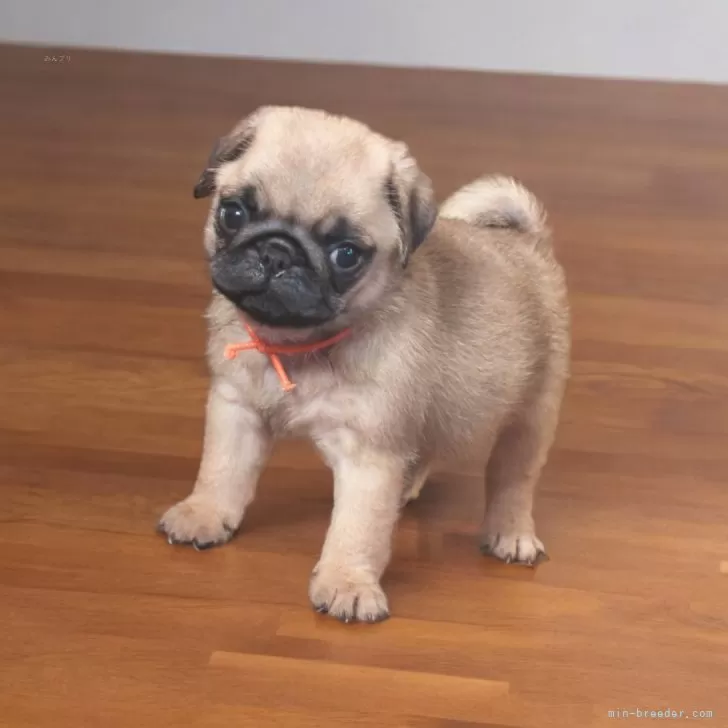 よし 様のお迎えした子犬