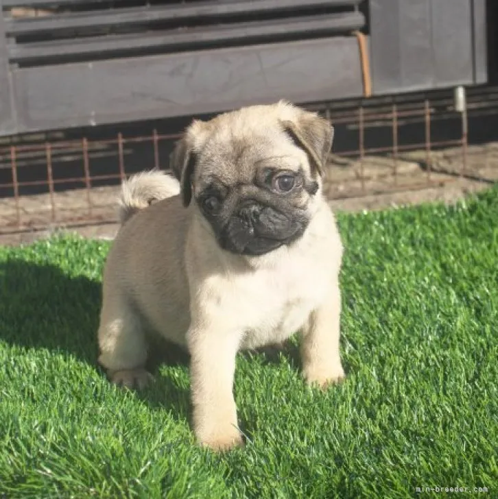 ID：2309-05093の子犬