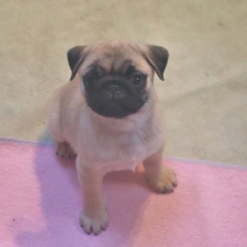 パグ【大分県・女の子・2023年12月22日・フォーン】の写真「【両親チャンピオン犬】当犬舎期待の１頭」