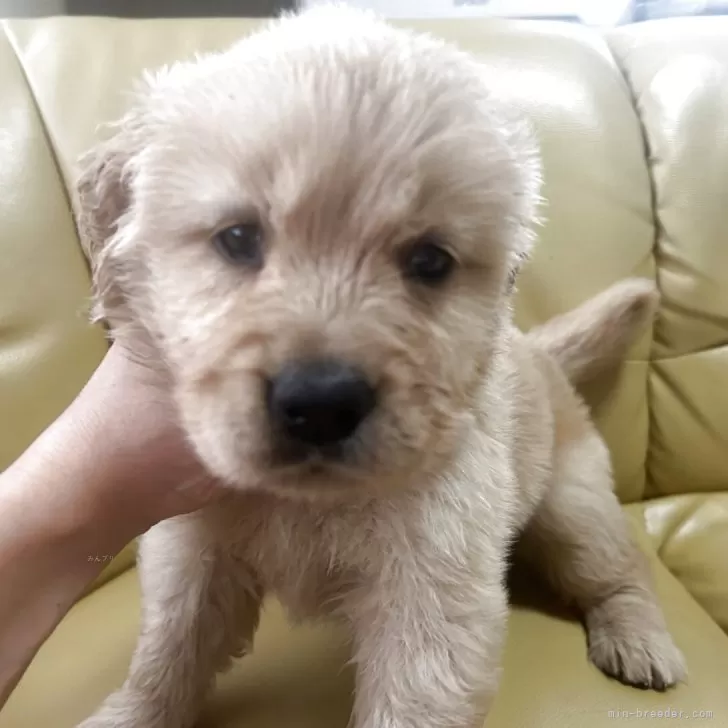 R.Y 様のお迎えした子犬