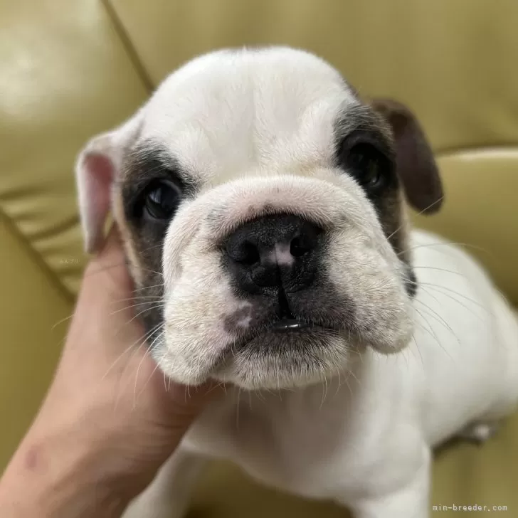 ブルドッグ【新潟県・女の子・2025年8月26日・ホワイト&amp;レッド】の写真1