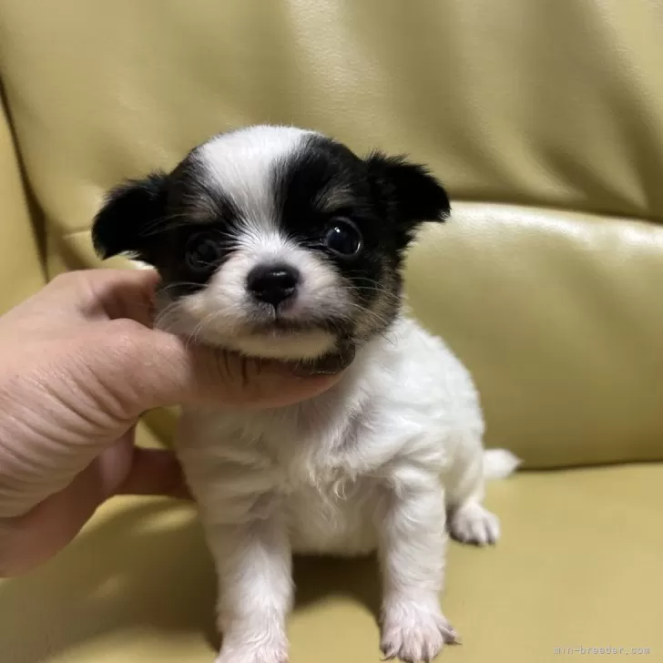 ID:2411-04098の子犬