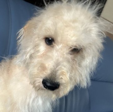 ラブラドゥードル(プードル×ラブラドールレトリバー)【新潟県・男の子・2025年6月30日・クリーム】の写真「総額１5万」