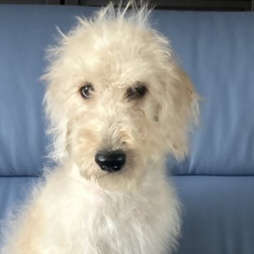 ラブラドゥードル(プードル×ラブラドールレトリバー)【新潟県・女の子・2025年6月30日・クリーム】の写真「総額15万」