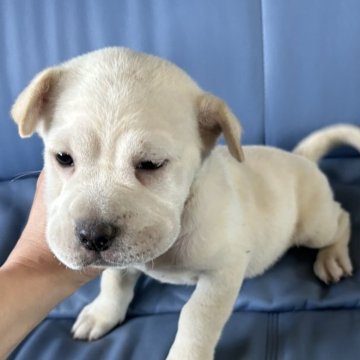 ミックス(シャーペイ×ミックス)【新潟県・男の子・2025年9月12日・ホワイト】の写真「ぶさかわ好きさん必須❤️」