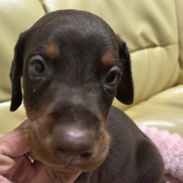 ドーベルマン【新潟県・男の子・2025年9月2日・チョコタン】の写真「ヨーロッパ100%」