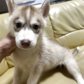 シベリアンハスキー