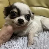 チワワ(ロング)