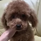 トイプードル(トイ)【新潟県・女の子・2025年5月19日・レッド】の写真1