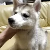 シベリアンハスキー