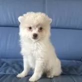 ポメチワ(チワワ×ポメラニアン)【新潟県・男の子・2025年5月22日・ホワイト】の写真3
