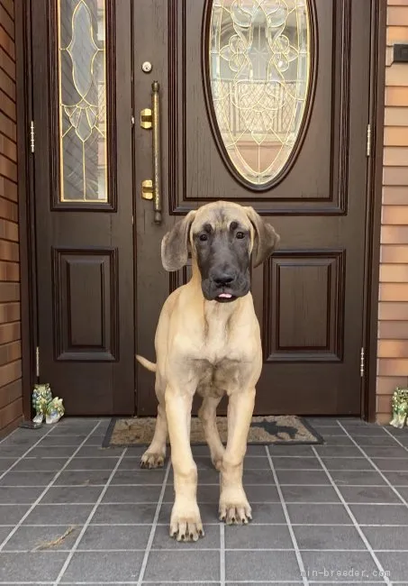 ID：2004-00668の子犬