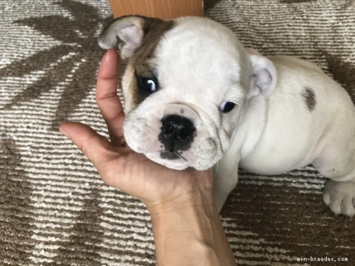 ID：1806-01765の子犬