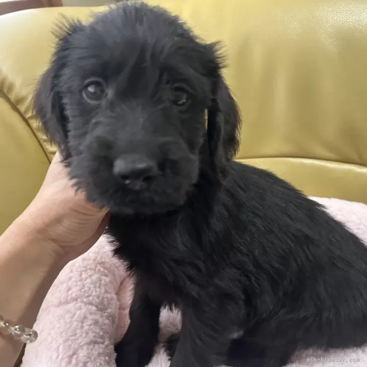 ID：2402-04864の子犬