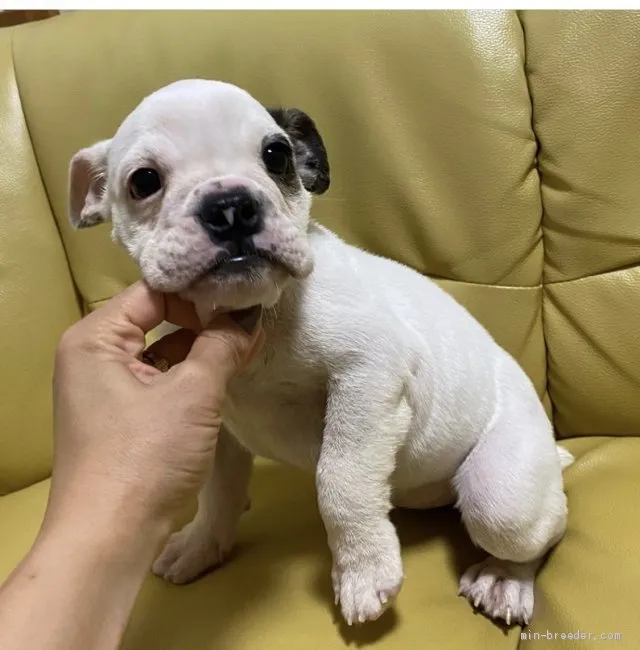 ID：2009-01145の子犬