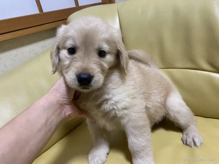 ID：2110-03664の子犬