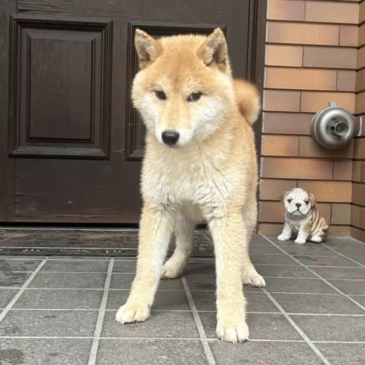 ID：2308-06602の子犬