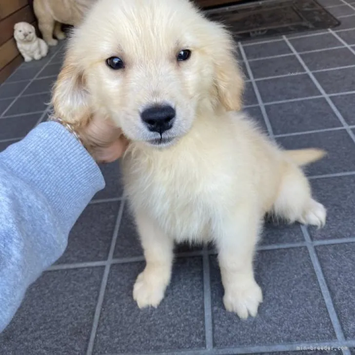 ID:2311-03487の子犬