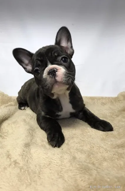 ID:1711-01550の子犬