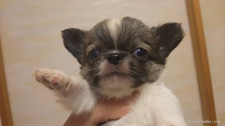 ID：1701-01309の子犬