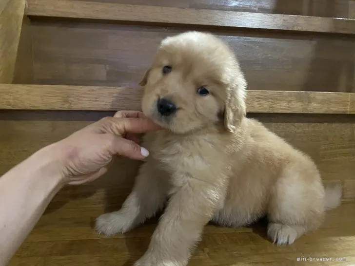 ID：2005-00888の子犬