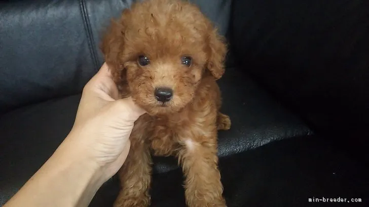 ID：1709-00933の子犬