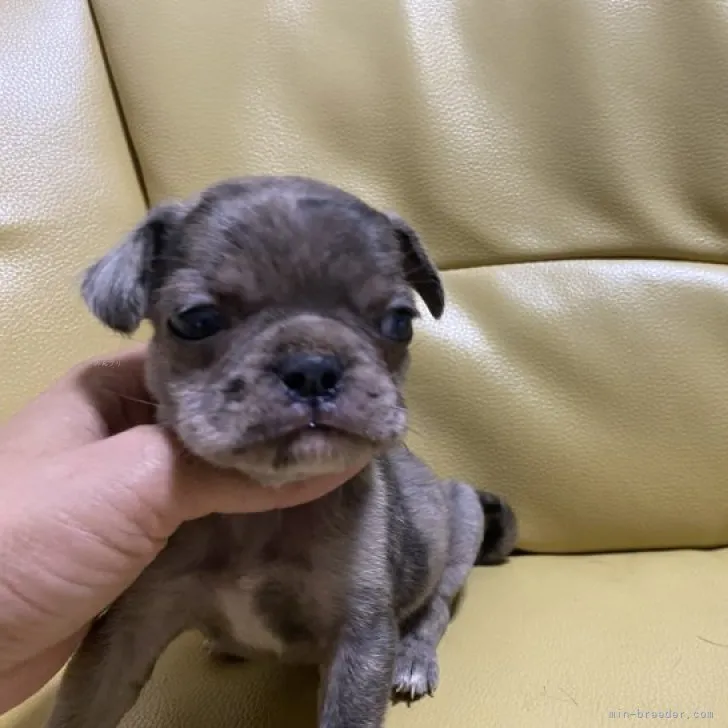 ID：2309-00227の子犬