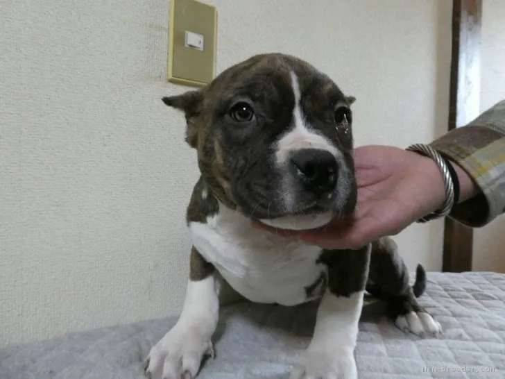 ナカザワ 様のお迎えした子犬