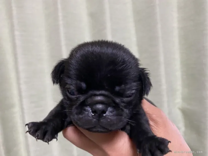 ID：2105-03579の子犬
