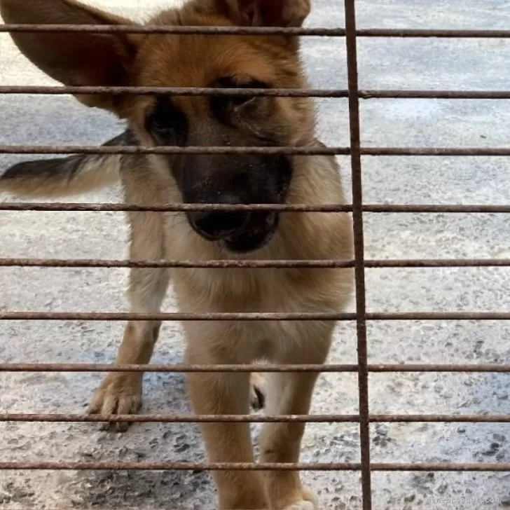 ID：2406-03193の子犬