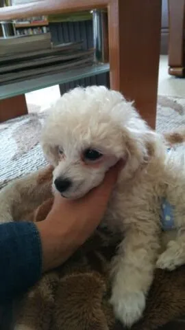 ID：1605-00328の子犬