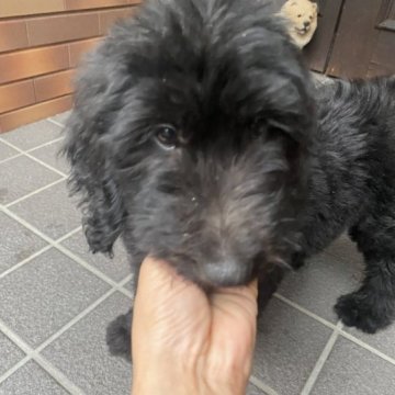 ゴールデンドゥードゥル【新潟県・女の子・2023年7月4日・ブラック】の写真「もふもふです」