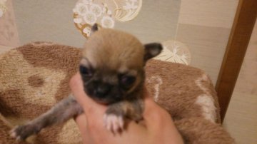 チワワ(スムース)【新潟県・女の子・2017年1月8日・フォーン】の写真「極小です」