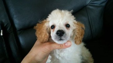 トイプードル(トイ)【新潟県・男の子・2017年1月10日・ホワイト】の写真「毛ぶきよいです」