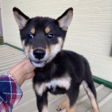 柴犬(豆柴)【新潟県・男の子・2023年6月30日・黒】の写真「豆柴タイプ(小ぶりな男の子)」