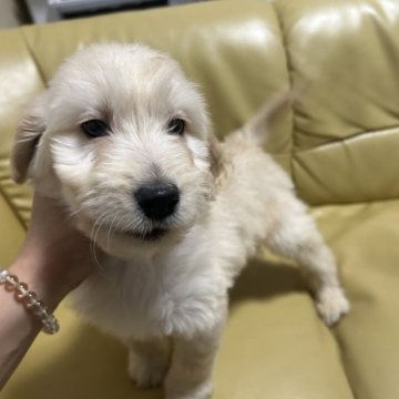 ゴールデンドゥードル(プードル×ゴールデンレトリバー)【新潟県・男の子・2023年12月1日・クリーム】の写真「人気のドゥードゥル」