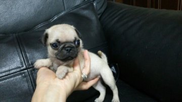 パグ【新潟県・男の子・2016年8月8日・フォーン】の写真「こぶりです」