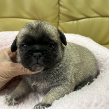 ミックス(パグ×ペキニーズ)【新潟県・男の子・2024年1月25日・フォーン】の写真「3月9日までの募集です」
