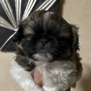 ペキニーズ【新潟県・男の子・2024年3月15日・パーティ】の写真「５月１４日までの募集」