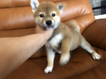 柴犬(標準サイズ)【新潟県・男の子・2019年6月14日・赤】の写真「人懐こいです」