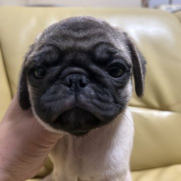 パグ【新潟県・男の子・2024年2月6日・フォーン】の写真「ころころです」