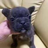フレンチブルドッグ【新潟県・男の子・2022年11月20日・ブリンドル】の写真1