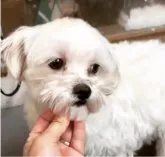 マルプー(Tカッププードル✖︎マルチーズ)【新潟県・女の子・2023年6月5日・ホワイト】の写真5「父犬」