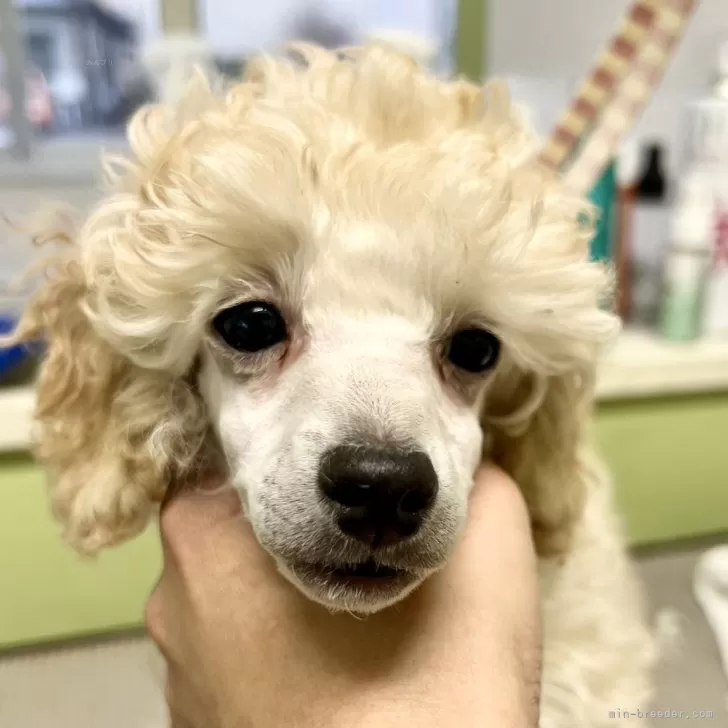 ID:2502-05240の子犬