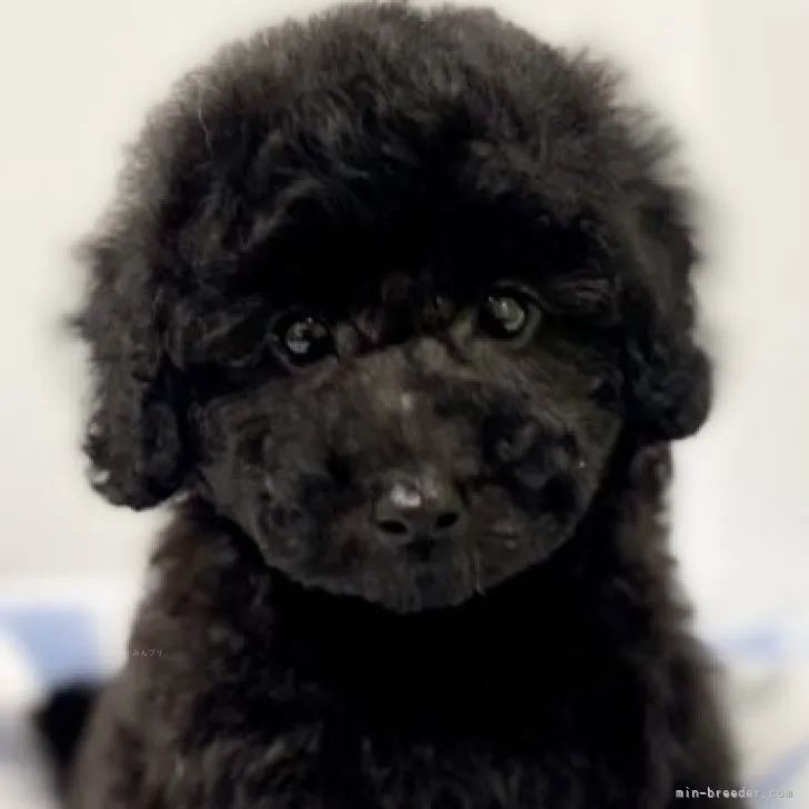 T.K 様のお迎えした子犬