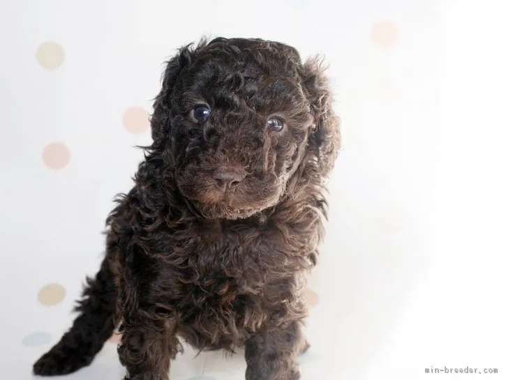 ID:1612-00813の子犬