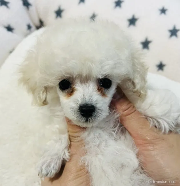 ID：2201-02601の子犬