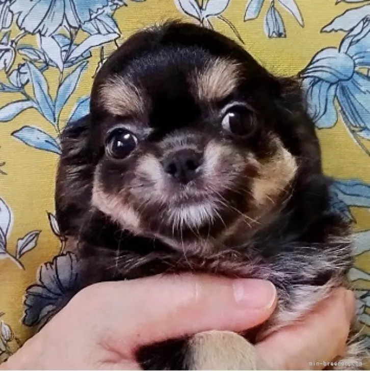 ID：2309-01589の子犬